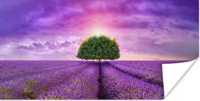 Produktbild von MuchoWow® Poster Lavendel - Baum - Lila - Wolken 40x20 cm - Poster für die Wand - Poster Schlafzimmer