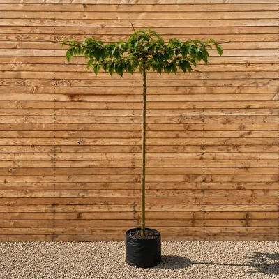 Produktbild von Weißer Maulbeerbaum Dachform Macrophylla, Stammhöhe 220 cm, Stammumfang 12-14 cm - Morus alba Dachform