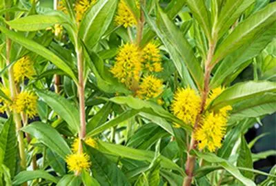 Obrázok produktu pre 6 x Lysimachia thyrsiflora - pukléřka - kvetináč 9 x 9 cm