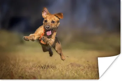 Produktbild von MuchoWow® Poster Fröhlicher Hund im Gras 30x20 cm - Plakate - Print