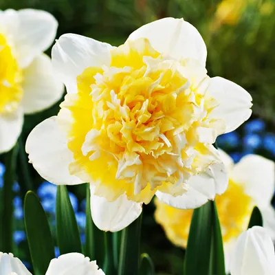 Immagine prodotto di Bulbi di giunchiglia Bulbi di fiori Narcisi doppi Ice King 5 pz.