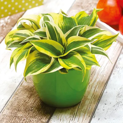Produktbild von Funkie Hosta Knolle Zierblätter Blumen Funkie Herzblattlilie Mini Frost 1 St.