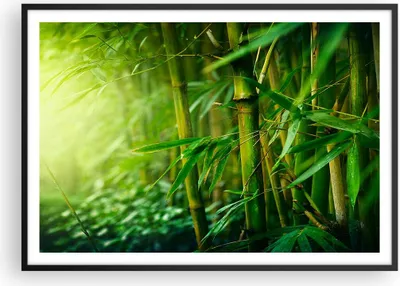 Produktbild von Gerahmtes Poster - Schwarzer Rahmen - Bambus Pflanze - 100x70 cm - Wand Bild - Wanddeko - Wandbilder - Kunstposter - Wandposter - Bilderrahmen - Bilder - Kunstdruck - Wandbild - P2BAA100x70-3558