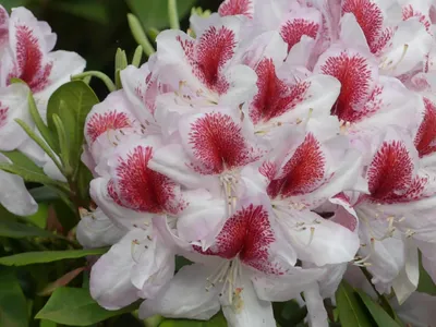Produktbild von Großblumige Alpenrose Belami ® - Rhododendron hybride Belami ®