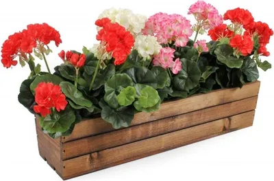 A wooden planter box filled with colorful geraniums.
