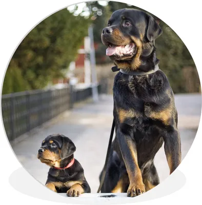 Produktbild von MuchoWow® Rundes Wandbild - Runde Bilder Rottweiler-Welpe neben einem erwachsenen Rottweiler Ø 60 cm Kreis Wanddekoration Kunststoff - Wandkreis - Wandschmuck - Wand Kreis - Das Schlafzimmer - Die Bilder - Wandmalerei - Kunst für das Haus - das Plastik
