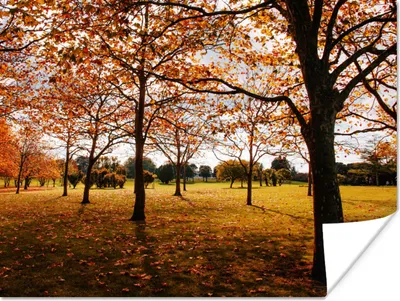 Produktbild von MuchoWow® Poster Herbst - Herbstblätter - Natur 120x90 cm - Wandbild
