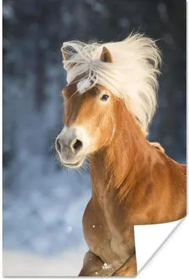 Produktbild von MuchoWow® Poster Haflinger Pferd im Winter 60x90 cm - Wanddekoration