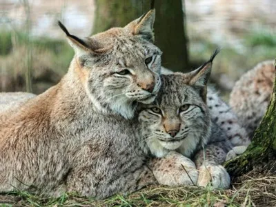 Produktbild von TischSet 3 D Luchse, Platzset 2erSet Platzdeckchen Poster Bilder Luchs Tier