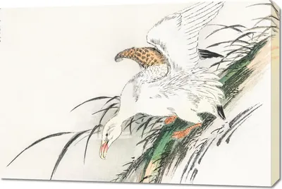 Obrázok produktu pre Obraz Albatross, 90 x 60 cm, japonský Kashu Vintage do obývacej izby