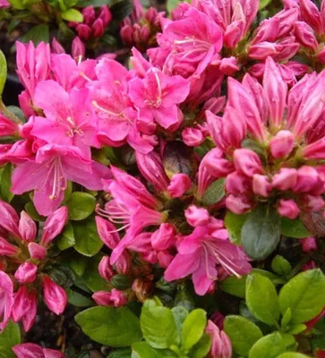Produktbild von Rhododendron obtusum 'Kermesina' 60 - 80 cm Japanische Azalee Alpenrose rosa