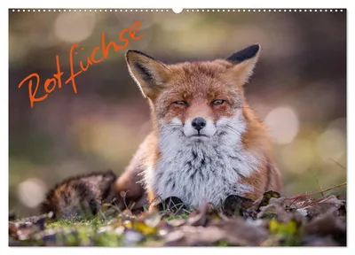 Produktbild von Rotfüchse (Wandkalender 2027 DIN A2 quer), CALVENDO Monatskalender