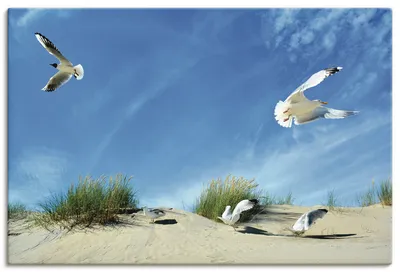 Produktbild von ARTland Leinwandbild Möwen und Seeschwalbe in der Düne Größe: 90x60 cm