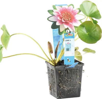 Zdjęcie produktu dla Bloomique - Nymphaea Attraction - Lilia wodna - Czerwona - Rośliny do oczek wodnych - Rośliny wodne - Odporne na zimę - Wysokość 10-20 cm - Doniczka 11 cm