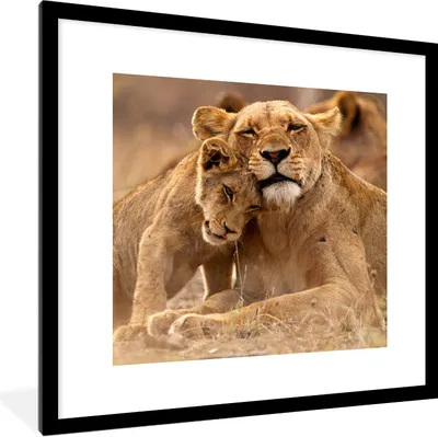Produktbild von MuchoWow® Gerahmtes Poster Löwe - Wilde Tiere - Jungtier 40x40 cm - Poster mit Schwarzem Bilderrahmen Wandposter Rahmen Foto Bilder - Poster - Plakat im Rahmen