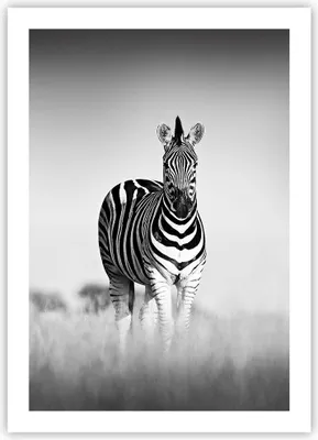 Produktbild von Poster - Poster ohne Rahmen - Zebras Fotografie Schwarzweiß - 50x70 cm - Wand Bild - Wanddeko - Wandbilder - Kunstposter - Wandposter - Bilder - Kunstdruck - Wanddekoration - P2XPA50x70-4476