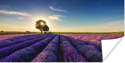 Produktbild von MuchoWow® Poster Lavendel - Sonne - Baum - Blumen - Lila 40x20 cm - Poster für die Wand - Poster Schlafzimmer