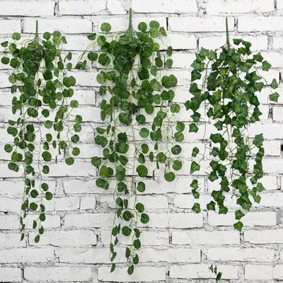 Image de Des plantes vertes résistantes et faciles d'entretien