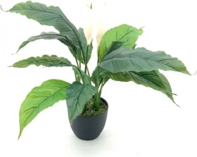 Immagine prodotto di Pianta artificiale Spathiphylium foglie verdi con fiori bianchi e vaso – Altezza 60 cm