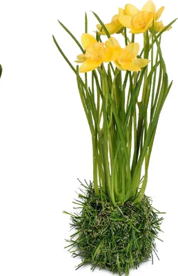 Produktbild von Narzisse Frühlingsblume H. 23cm auf Grassockel Formano Kunstblumen F25
