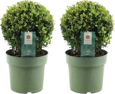 Zdjęcie produktu dla Trendyplants - Ilex crenata 'Jenny' - Bukszpan bulwiasty - 2 pary - Odporny - Wysokość 25-45 cm - Rozmiar doniczki Ø20 cm