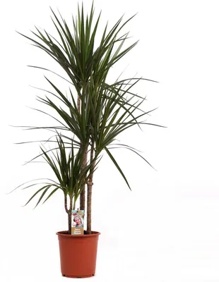 Produktbild von Dracaena Marginata 120-140 cm 3-Stämme Drachenbaum Zimmerpflanze