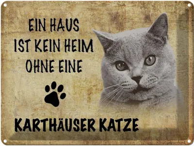 Produktbild von vianmo Blechschild 30x40 cm Kartäuser Katze ohne kein Heim