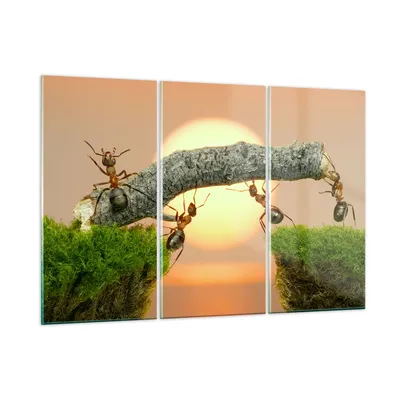 Produktbild von Bilder auf glas - Tiere Ameisen Brücke Natur - 165x110cm - Glasbilder - Wandbilder - Kunstdruck - zum Aufhängen bereit - Wanddekoration aus Glas - Glas Bilder - Wandbild auf Glas - GCE165x110-2104