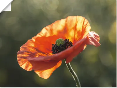 Produktbild von ARTland Poster Mohnblüte Nahaufnahme Größe: 80x60 cm