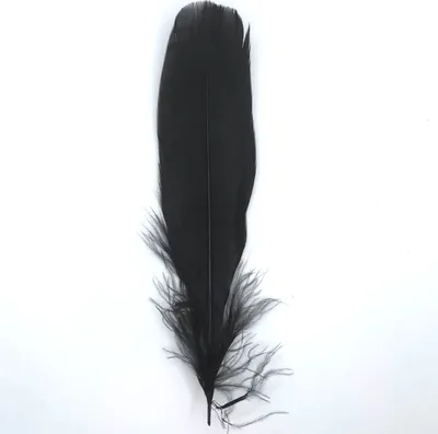 Produktbild von Federn Gänsefedern, ca. 15-20 cm, 10 Stück, Schwarz