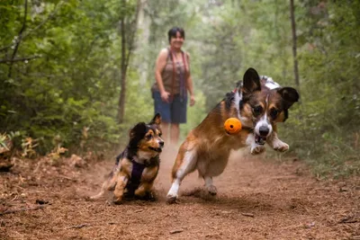 Immagine prodotto di Giocattolo per cani Ruffwear Turnup ⌀ 6 cm, colore:Campfire Orange