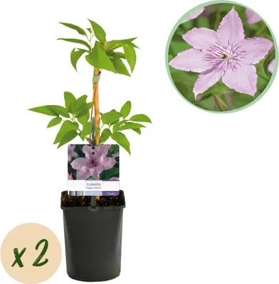 Produktbild von GreenboutiQ - Kletterpflanze - Clematis Hagley Hybrid - Blüte Rosa - Wenig Pflege - 2 Pflanzen - Topf 11cm Höhe 40cm