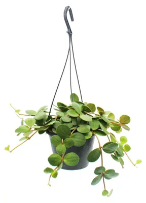 Produktbild von Zimmerpflanze zum Hängen - Peperomia tetraphylla - hängender Zwergpfeffer - 14cm Ampel
