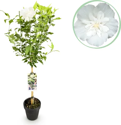 Image de Hibiscus syriacus White Chiffon - Plante sur tige - Plante de terrasse - Caduc - Peu d'entretien - 80-90cm - Ø19cm - Plante de jardin