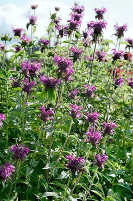 Produktbild von Monarda fistulosa 'Blaustrumpf', Indianernessel, violett, ca. 11x11 cm Topf