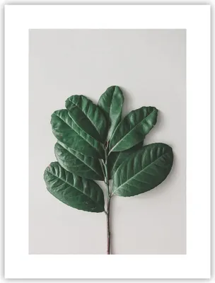 Produktbild von Poster - Poster ohne Rahmen - Blätter Pflanzen Botanik - 30x40 cm - Wand Bild - Wanddeko - Wandbilder - Kunstposter - Wandposter - Bilder - Kunstdruck - Wanddekoration - Wandbild - P2XPA30x40-4956