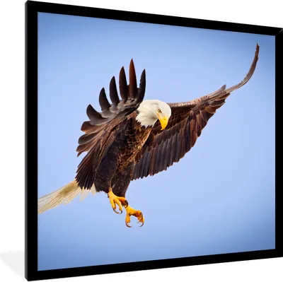 Produktbild von MuchoWow® Gerahmtes Poster Adler - Luft - Tier 40x40 cm - Poster mit Schwarzem Bilderrahmen Wandposter Rahmen Foto Bilder - Mit Rahmen - Wanddekoration Schlafzimmer