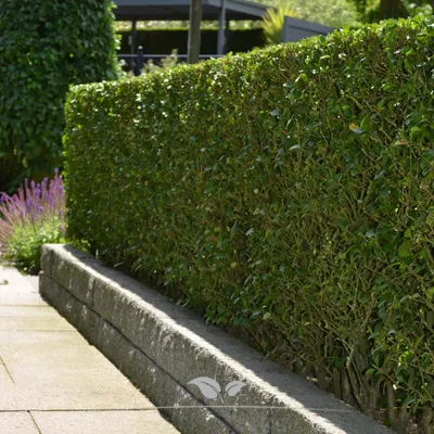 Produktbild von Wintergrüner Liguster Atrovirens 100-125 cm, 20x Heckenpflanze
