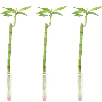 Produktbild von 3er-Set Glücksbambus gerade- Höhe ca. 50 cm, Topf-Ø 5 cm - Lucky Bamboo