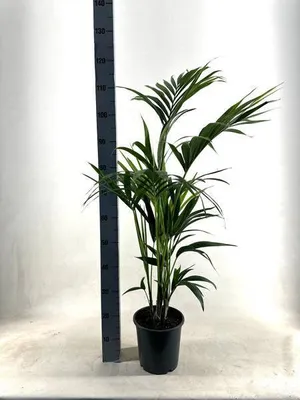 Produktbild von Kentia Palme – Howea forsteriana – Ø21cm – ca. 110cm hoch – Pflegeleichte & luftreinigende Zimmerpflanze – Elegante Palme für Wohnzimmer, Büro & Eingangsbereich