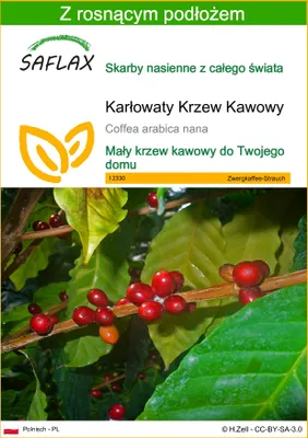 Zdjęcie produktu dla SAFLAX - Karłowaty Krzew Kawowy - 8 Nasiona - Z podłożem uprawowym wolnym od zarazków - Coffea arabica nana
