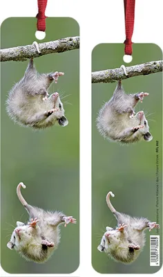 Produktbild von 1 Lesezeichen Opossums, 14 x 4 cm, Buchzeichen Bookmark Bücher Buch Tier Opossum