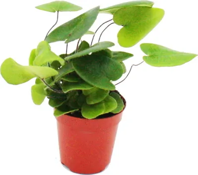 Produktbild von Mini rastlina - Hemionitis arifolia - Papradovec srdcovitý - ideálna do malých misiek a pohárov - detská rastlina v 5,5cm kvetináci