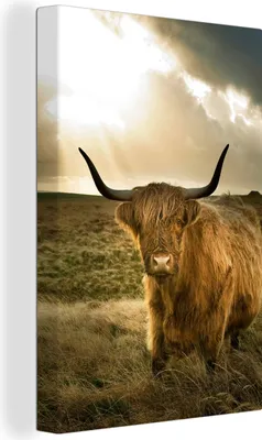 Produktbild von OneMillionCanvasses® - Leinwandbilder - 90x140 cm, Schottisches Hochlandrind - Sonne - Gras, Wandbilder Wohnzimmer Hochland Rind - Tier Wanddekoration - Hochland Rind - Kuh - Gemälde auf Holzrahmen - Wandschmucke - Schlafzimmer