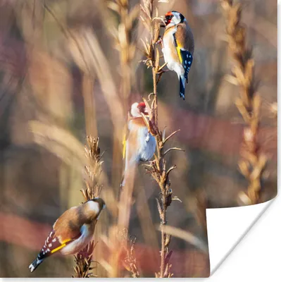 Produktbild von MuchoWow® Poster Vögel - Äste - Wald 100x100 cm - Babyzimmer