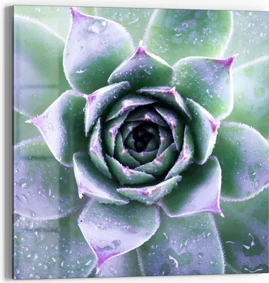 Produktbild von DEQORI Glasbild Echtglas 50x50 cm 'Taufrische Symmetrie' Wandbild Bild modern Deko