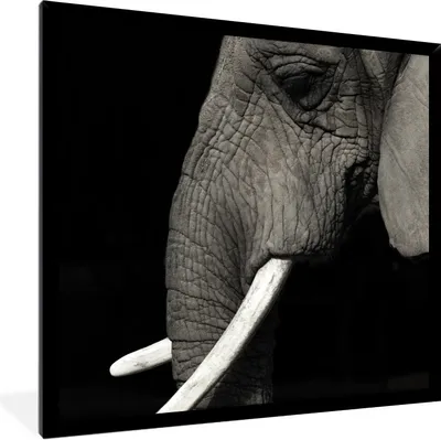 Produktbild von MuchoWow® Gerahmtes Poster Elefant - Tier - Stoßzahn 40x40 cm - Poster mit Schwarzem Bilderrahmen Wandposter Rahmen Foto Bilder - Mit Rahmen - Wanddekoration Schlafzimmer