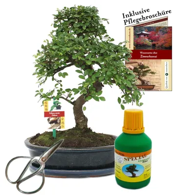 Produktbild von Bonsai Chin. Ulme Ulmus parvifolia ca. 10 Jahre 25cm Schale Geschenk-Set mit Schere und Dünger