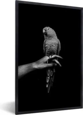 Produktbild von MuchoWow® Gerahmtes Poster Papagei auf einer Hand vor einem schwarzen Hintergrund - schwarz und weiß 60x90 cm - Poster mit Schwarzem Bilderrahmen Wandposter Rahmen Foto Bilder - Kunst