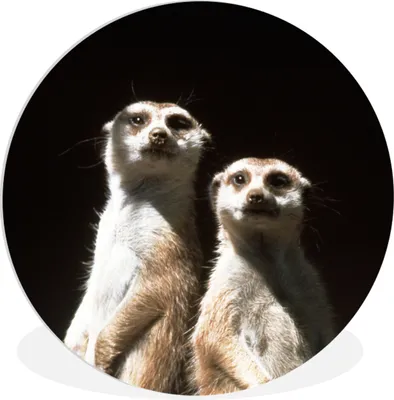 Produktbild von MuchoWow® Rundes Wandbild - Runde Bilder Schwarz - Erdmännchen - Tiere Ø 90 cm Kreis Wanddekoration Kunststoff - Wandkreis - Wandschmuck - Wand-Kreis - Wohnzimmer - Bild - Runde - Wanddeko - Dibond - Kunstdrucke
